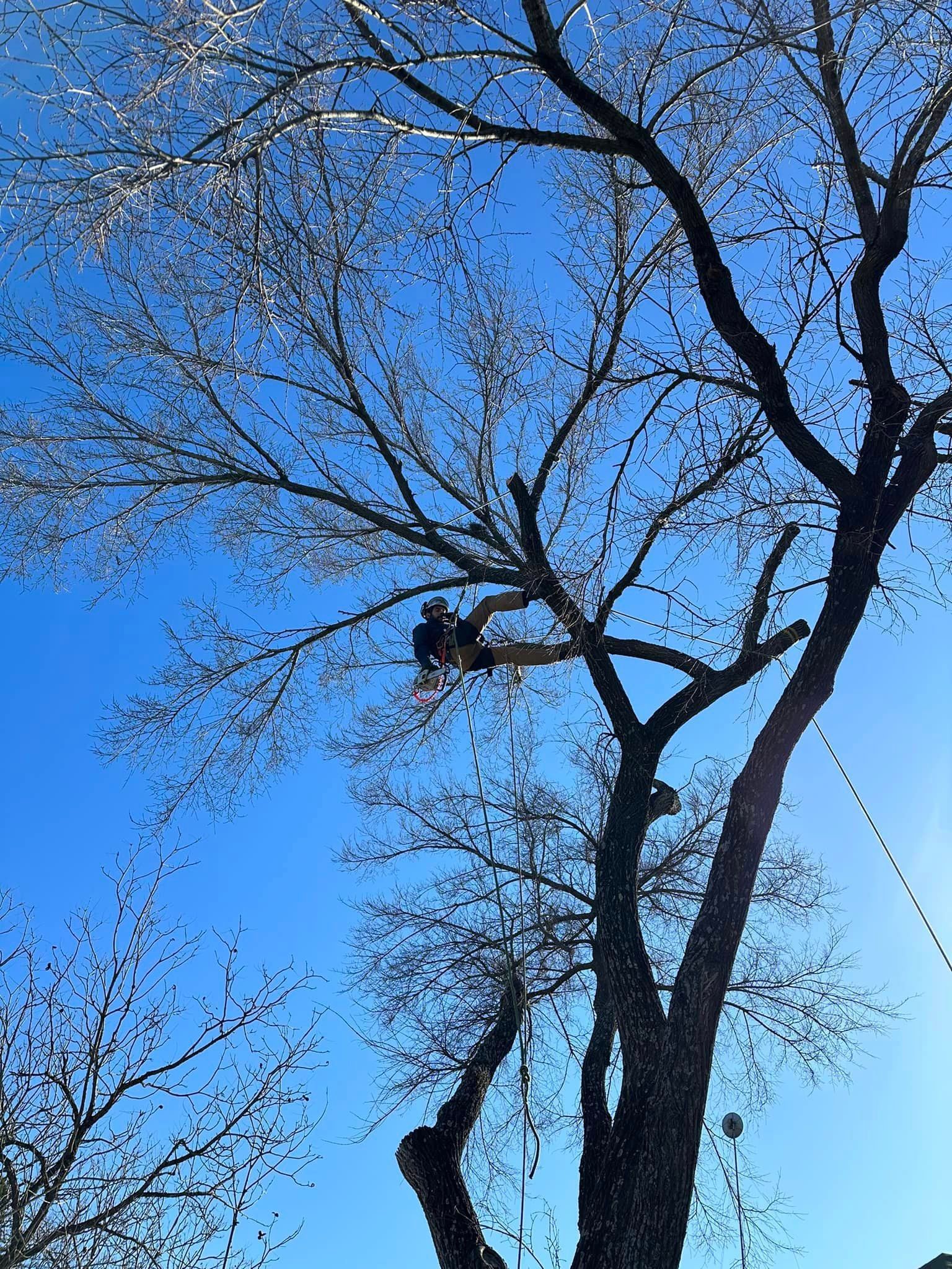 A person is climbing up a tree with a blue sky in the background.
