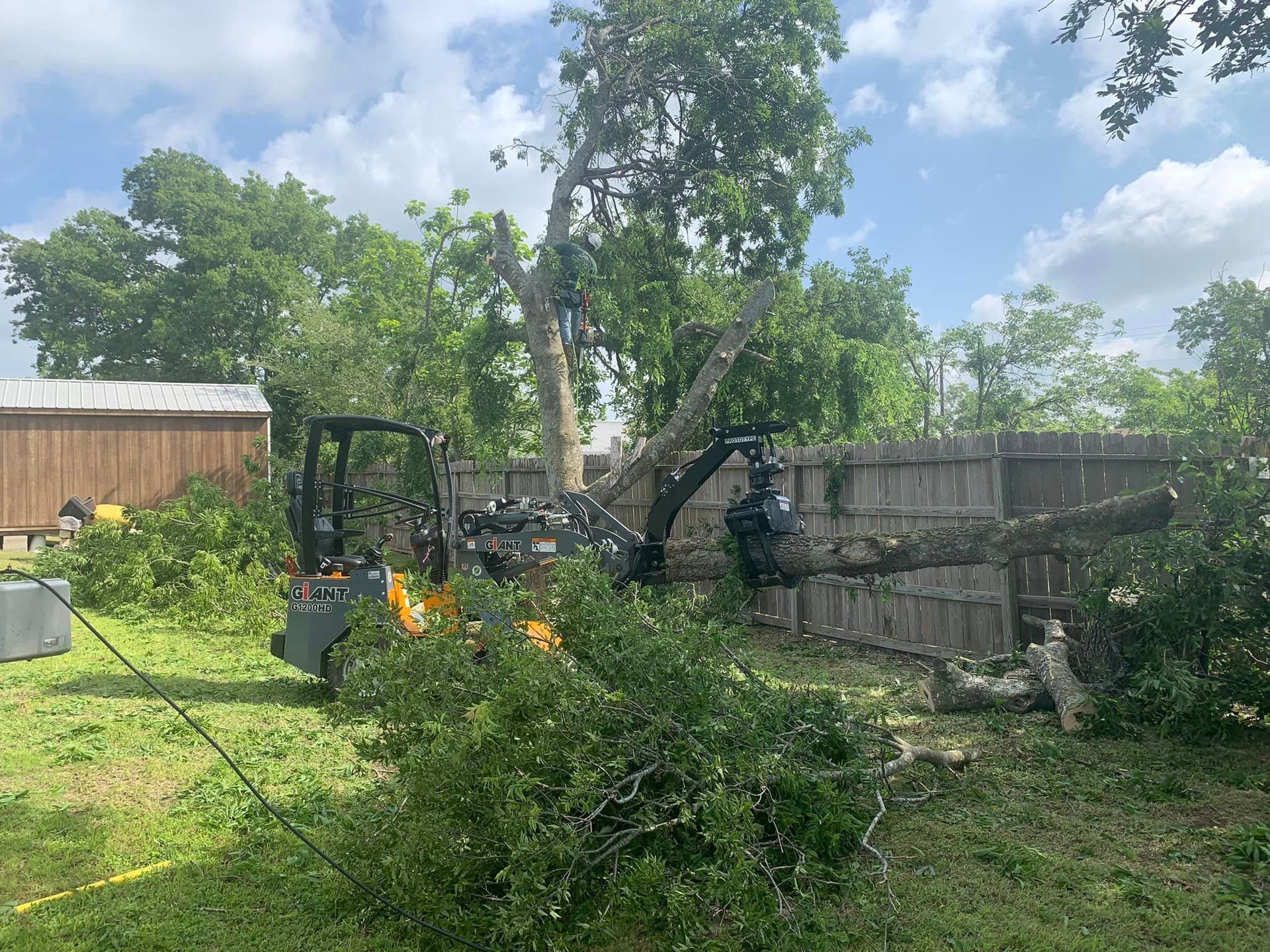 A forklift is cutting down a tree in a backyard.