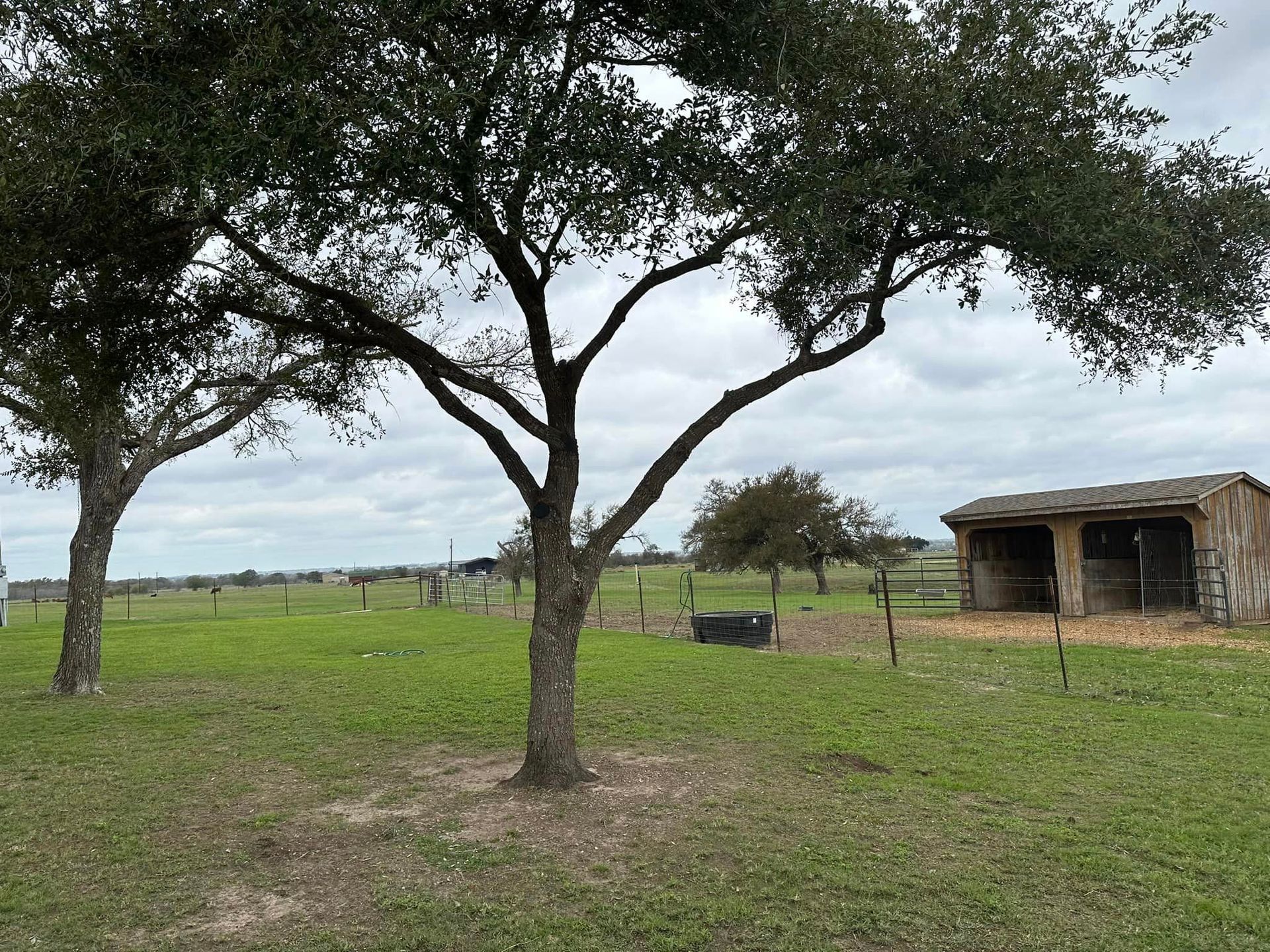 A tree in a field with a shed in the background