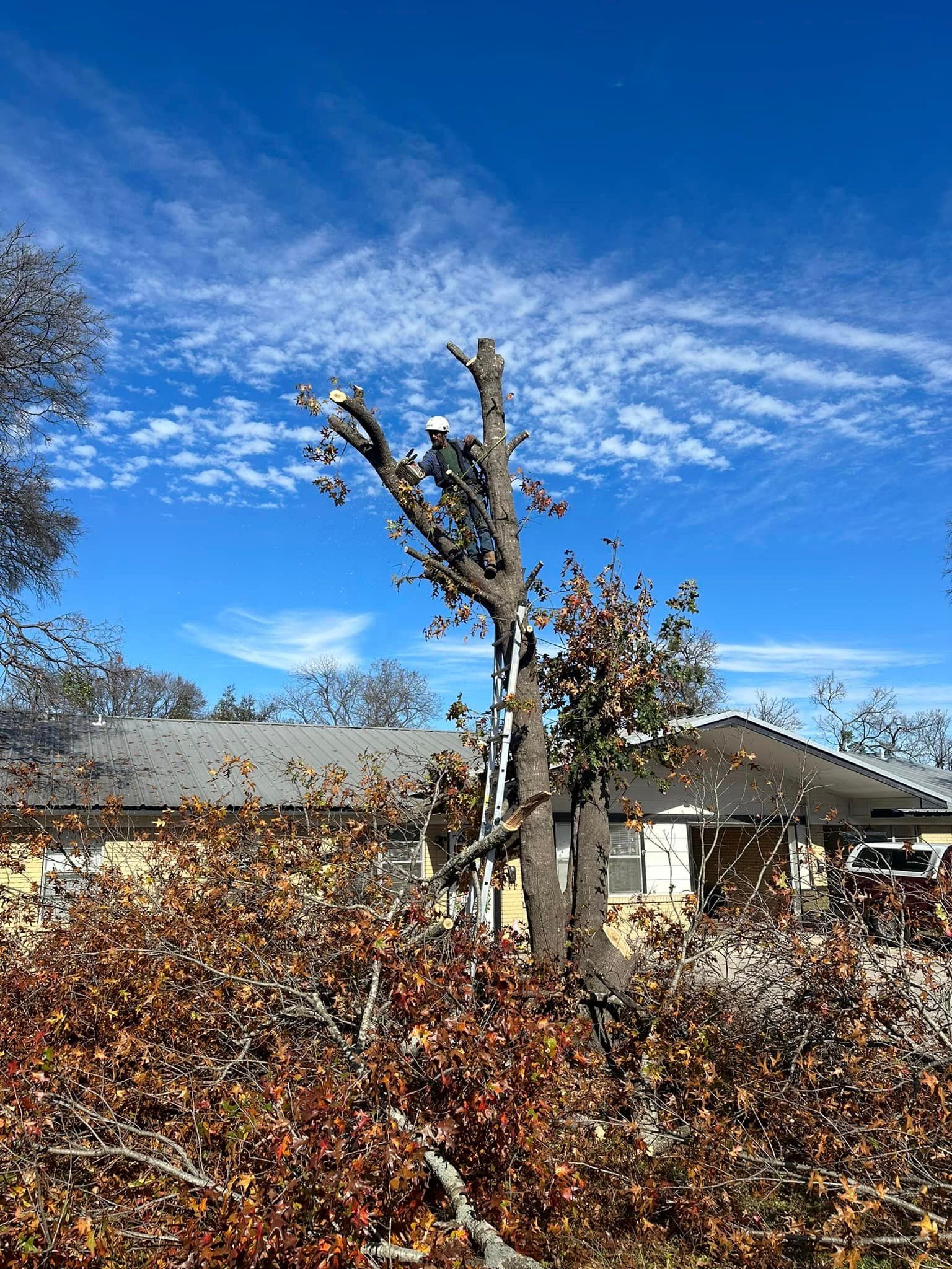 A man is climbing a tree in front of a house.