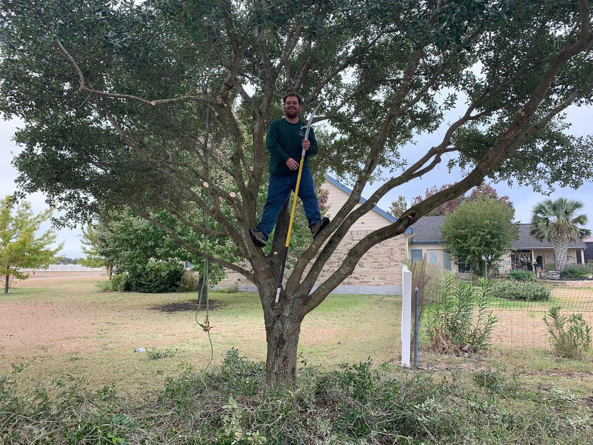 A man is standing on top of a tree with a tape measure.