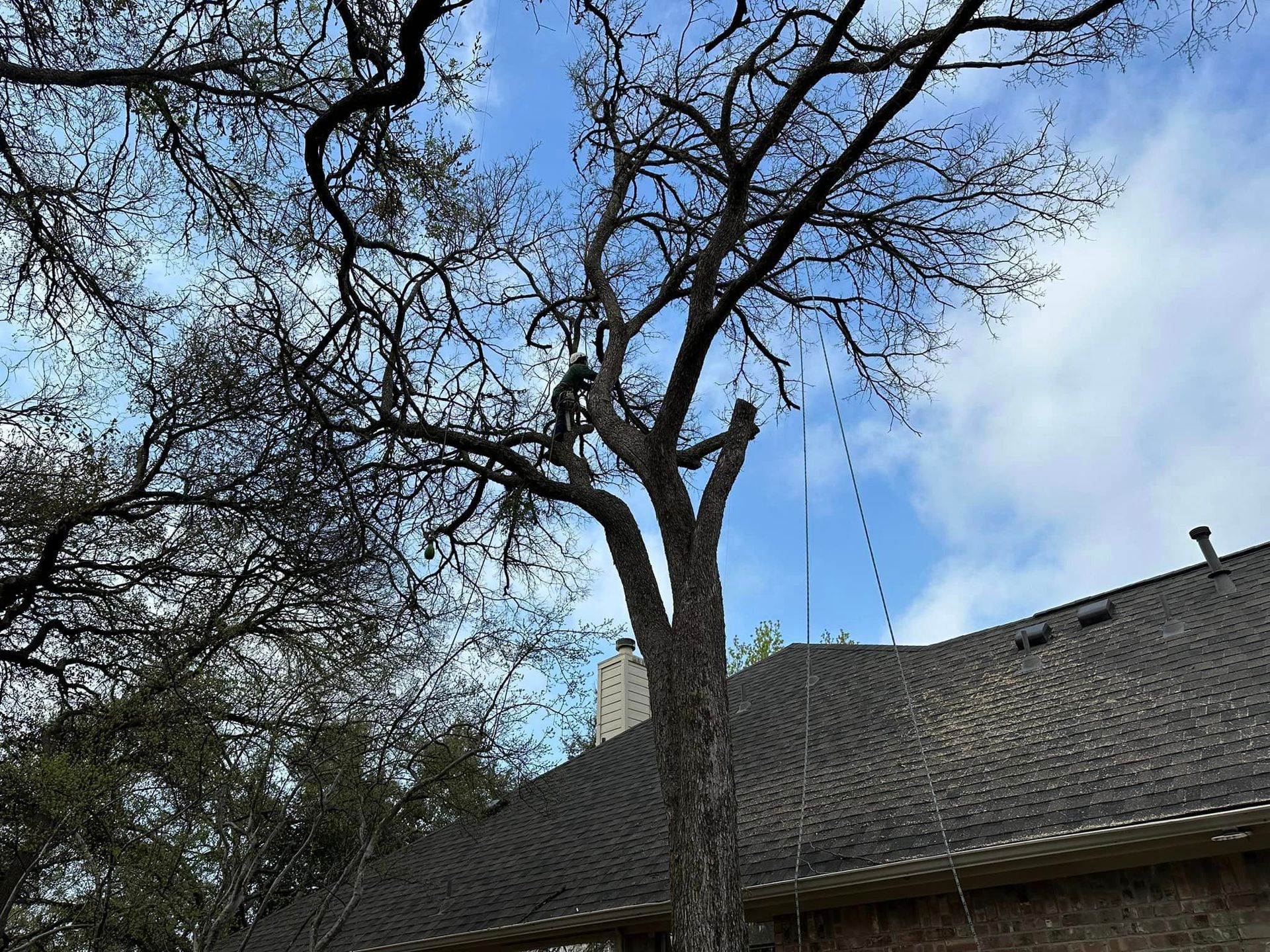 A man is climbing a tree in front of a house.