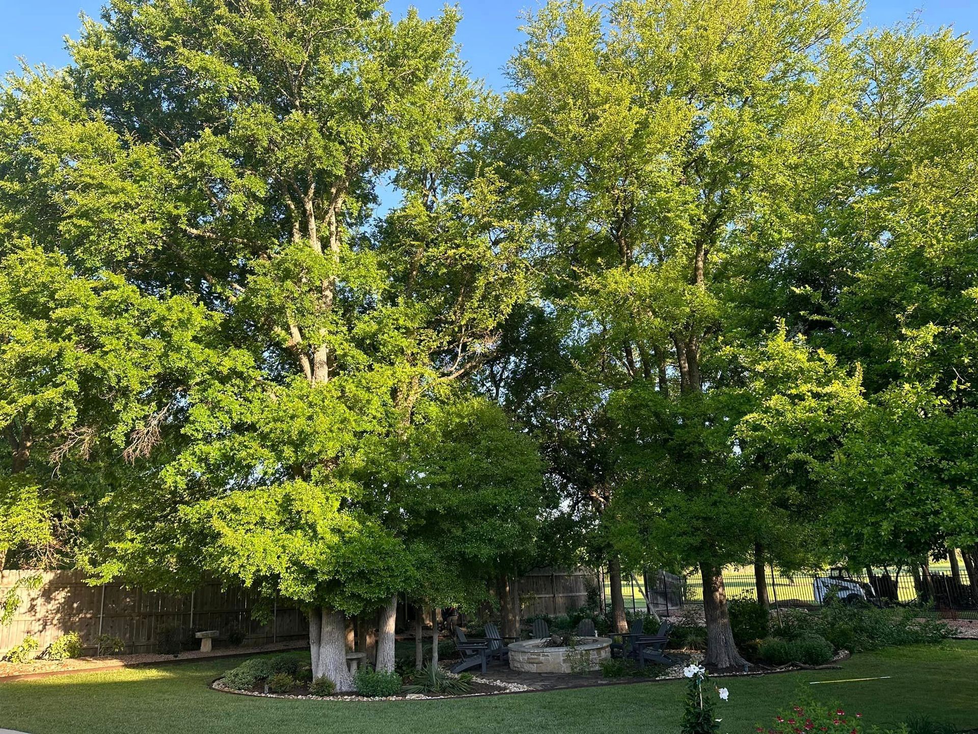 A row of trees in a yard with a blue sky in the background.