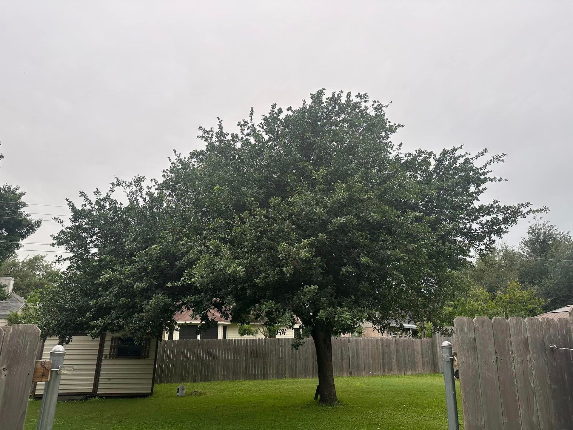A large tree in a backyard with a fence and a house in the background.