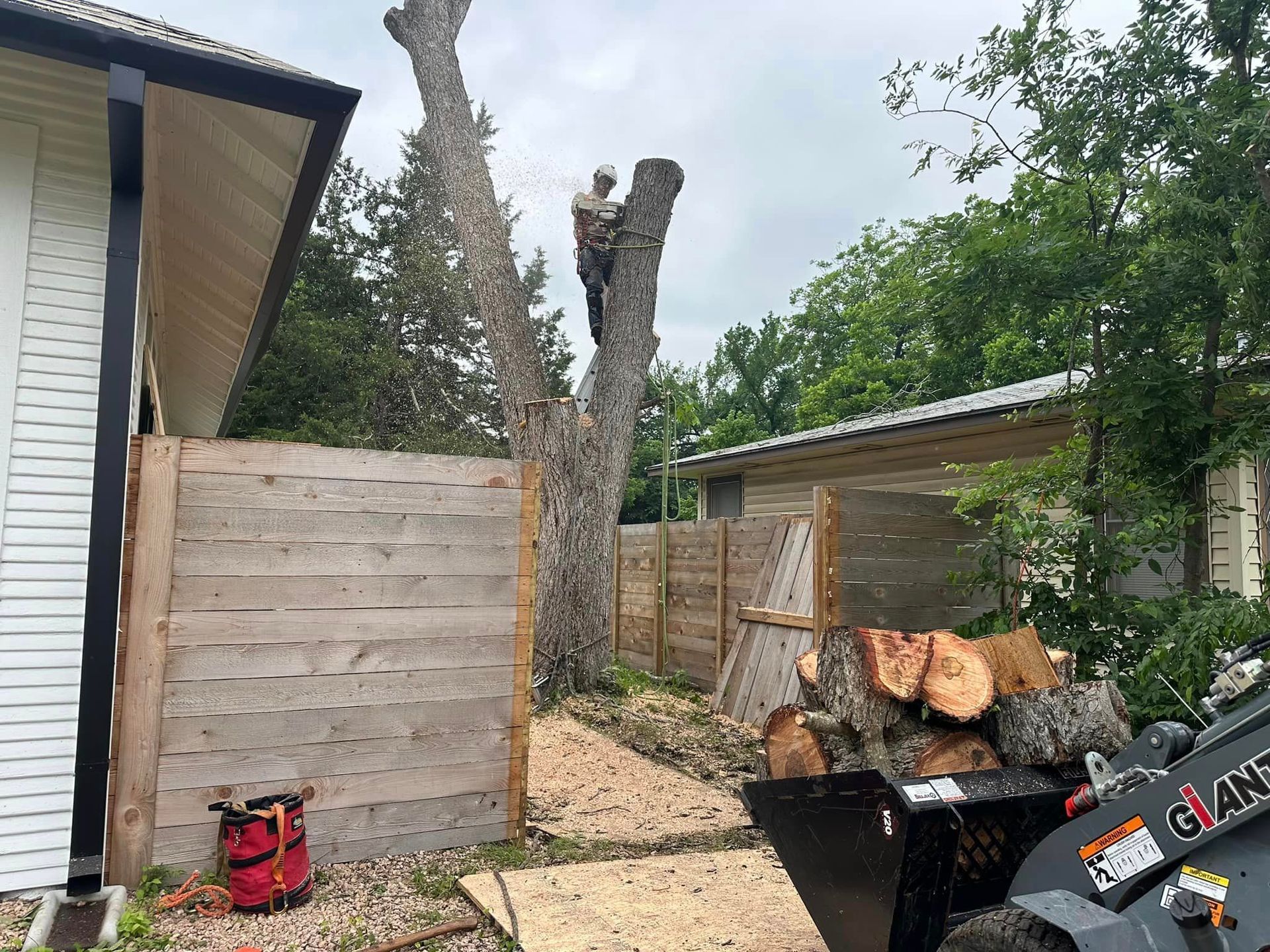 A man is climbing a tree in front of a house.