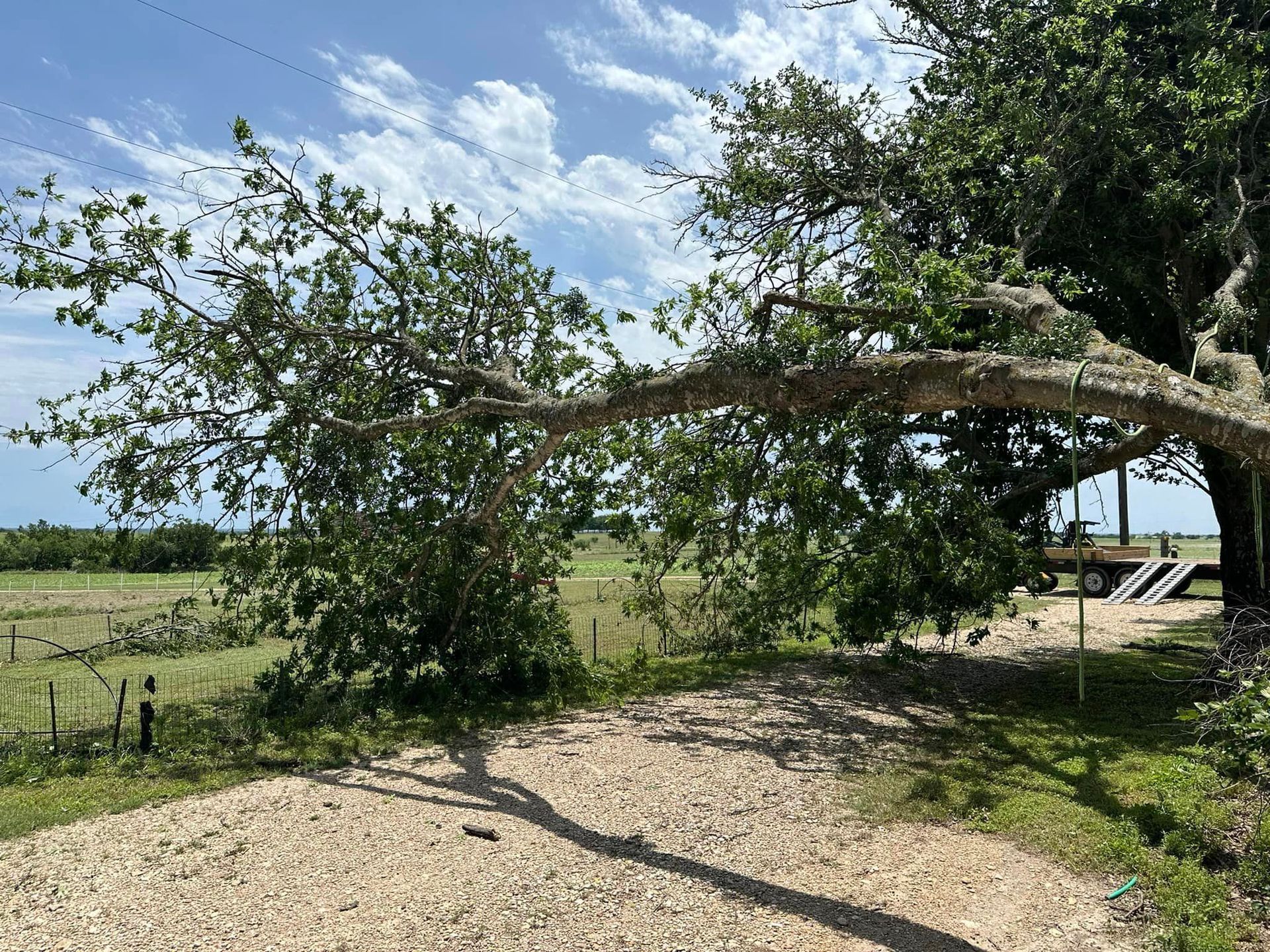 A tree branch is hanging over a dirt road in a field.