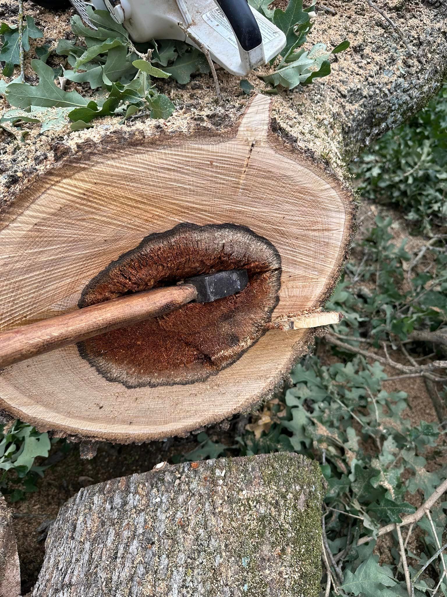 A person is cutting a tree stump with a chainsaw.