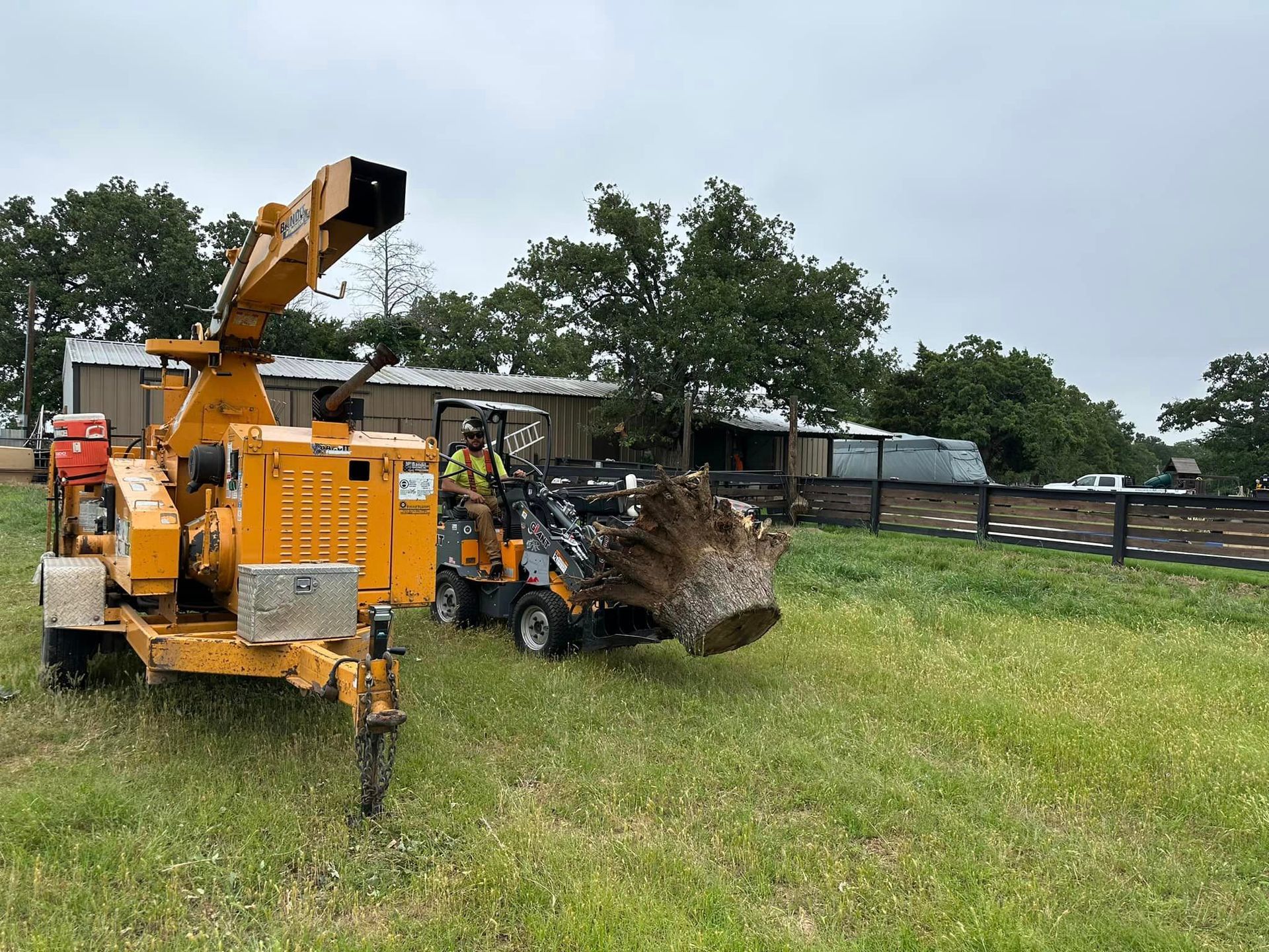 A tree chipper is cutting down a tree in a grassy field.