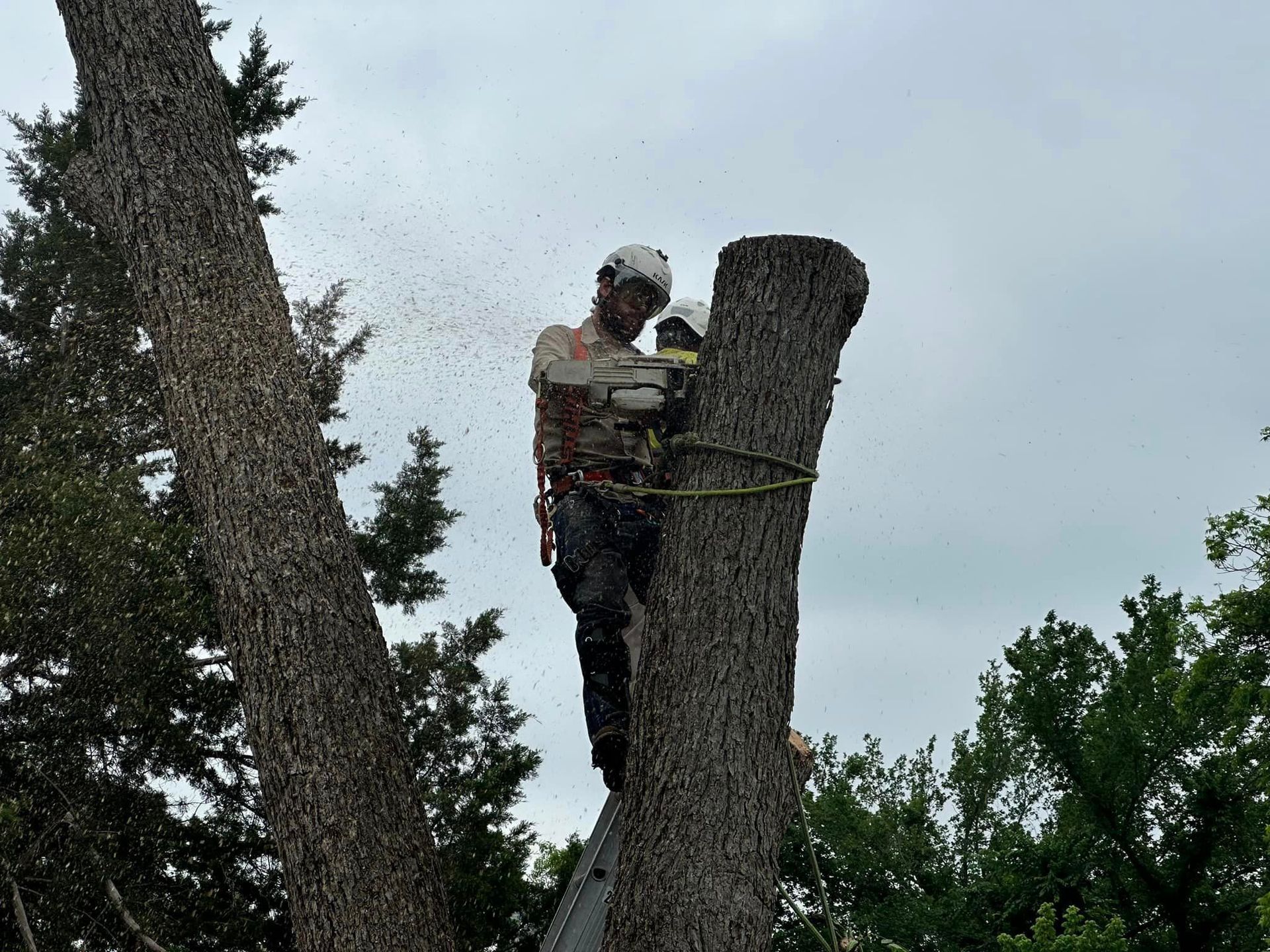 A man is cutting down a tree with a chainsaw.