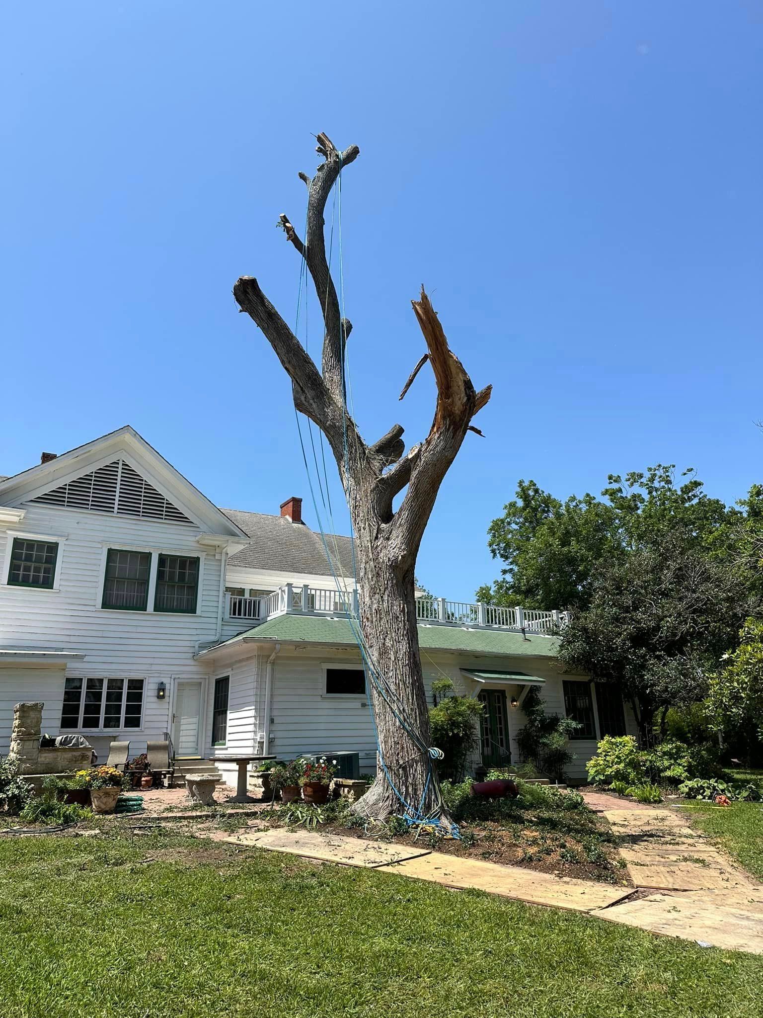 A large tree is sitting in front of a house.