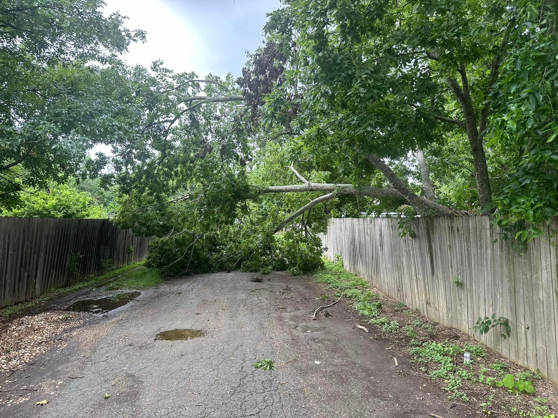A tree has fallen on the side of a road