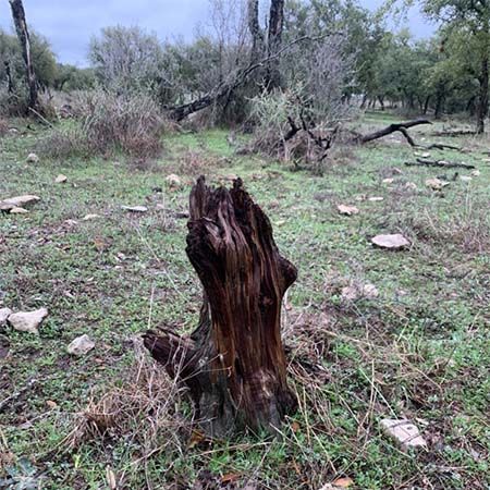 A large tree stump is sitting in the middle of a grassy field.