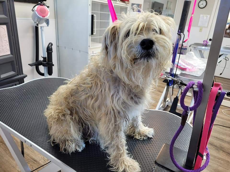 Dog Grooming Nail Trimming Fort Wayne, IN