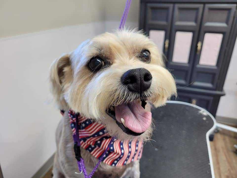 Dog Grooming Nail Trimming Fort Wayne, IN