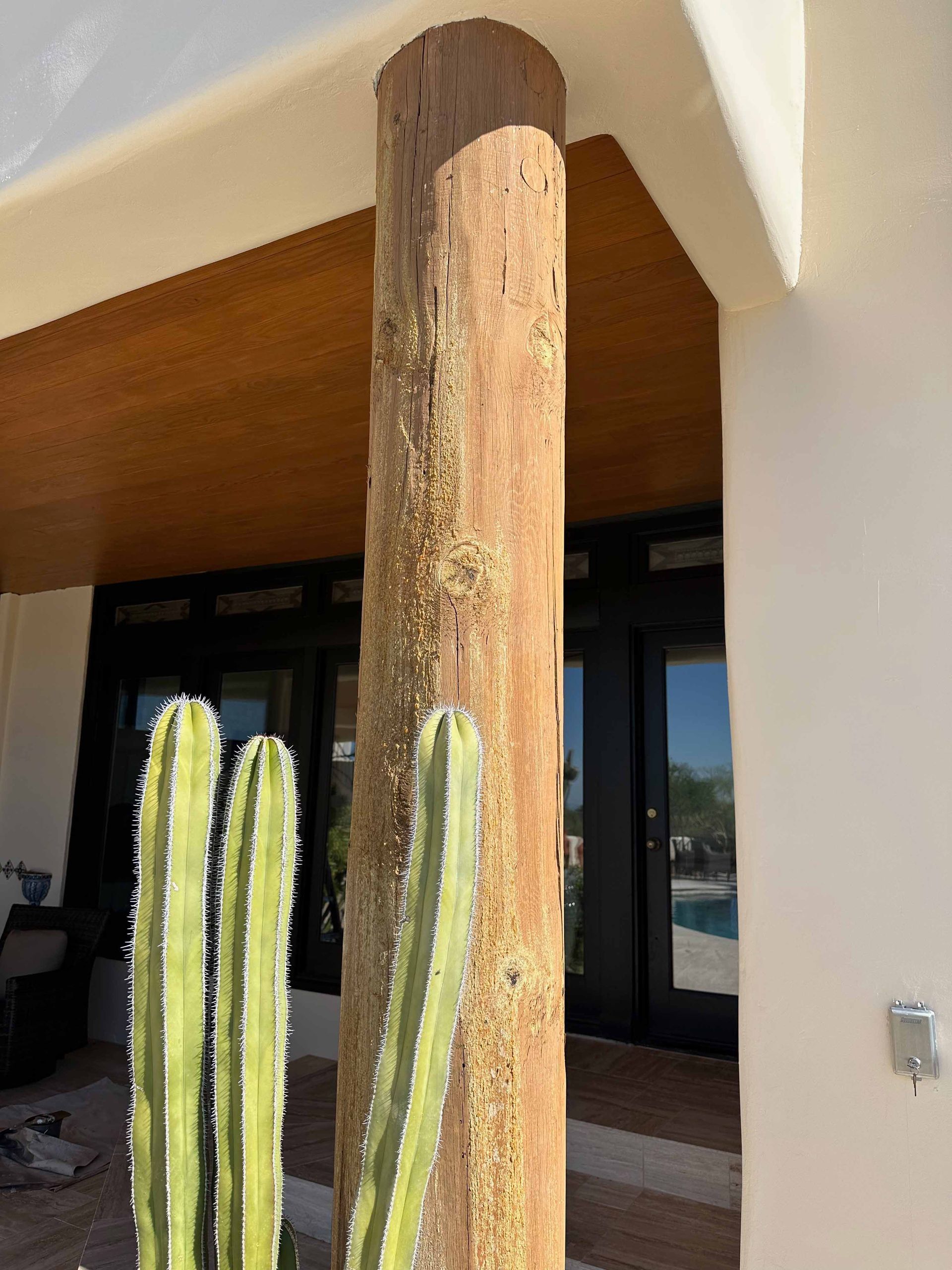 A cactus is growing next to a wooden post