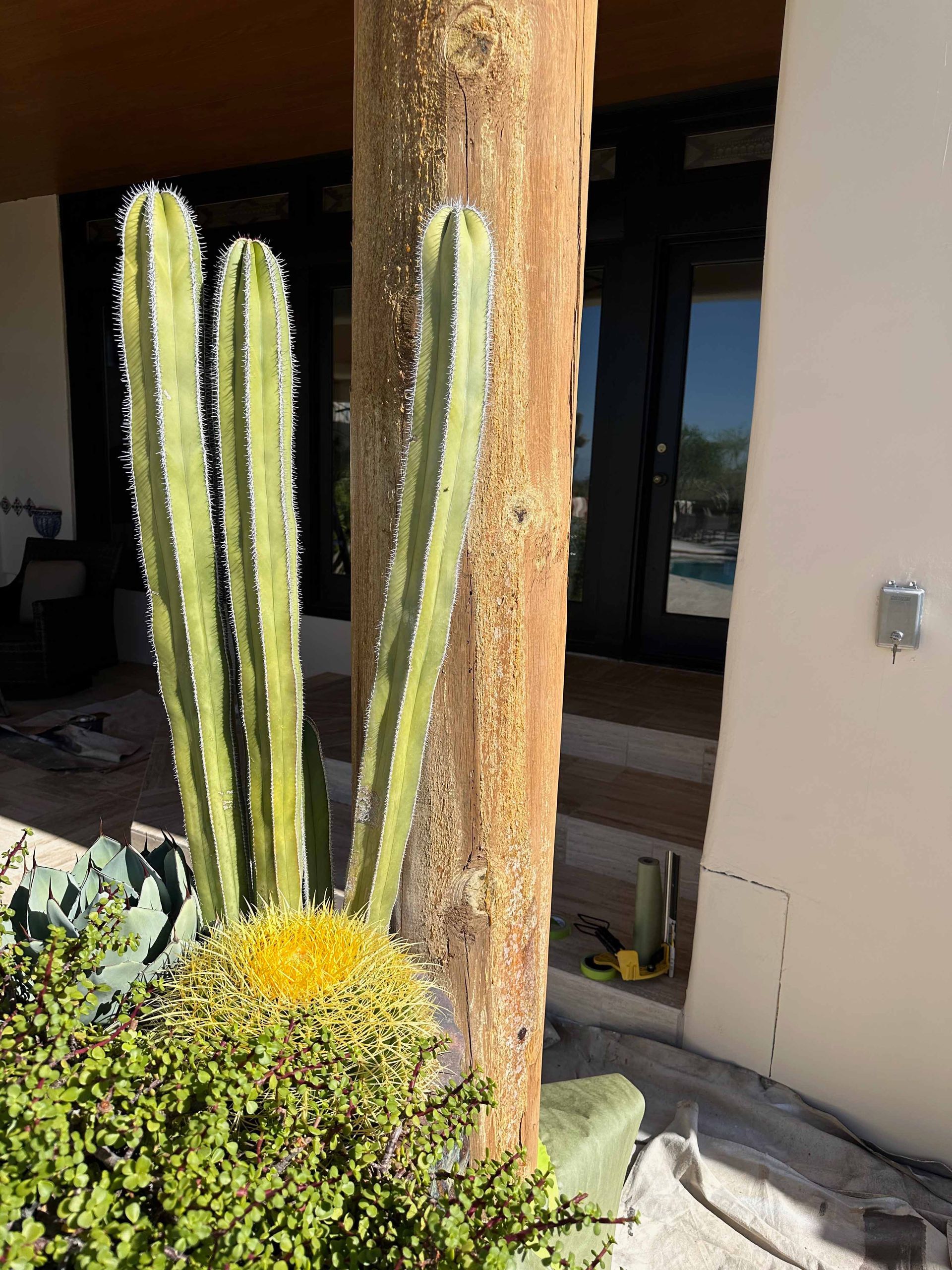 A cactus is growing on a wooden post in front of a building.