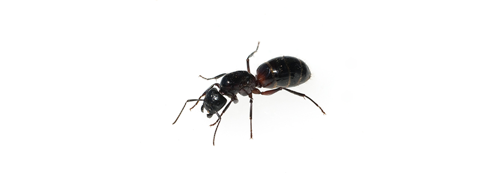 A black ant is crawling on a white surface.
