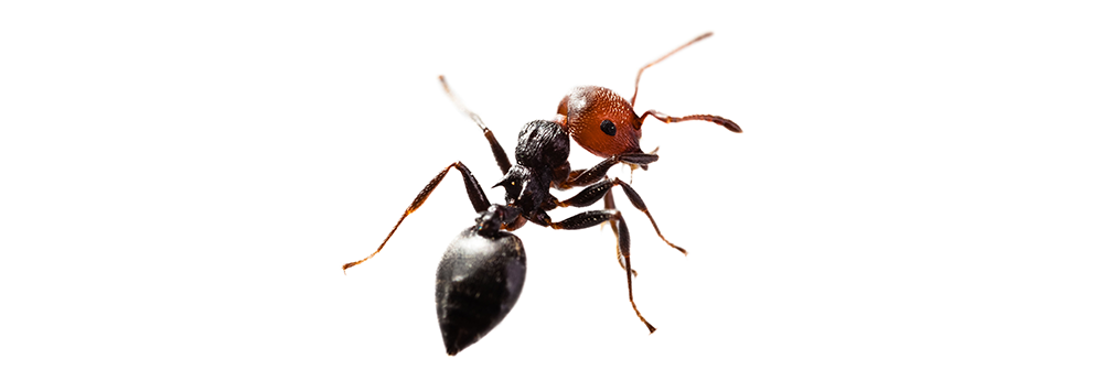 A close up of a black ant with a red head on a white background.