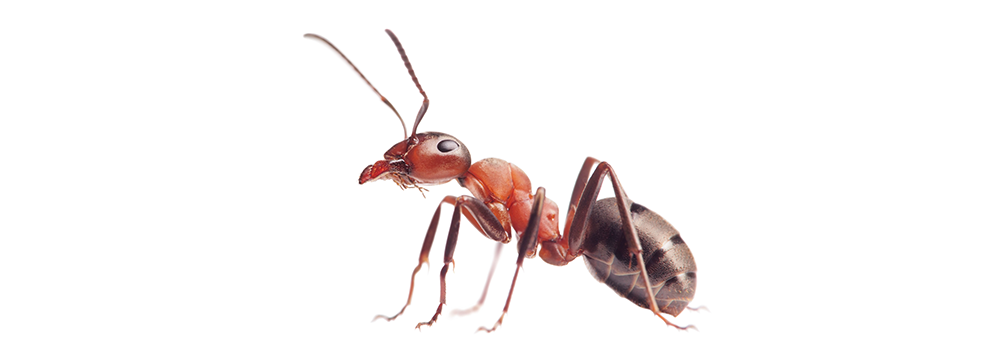 A close up of an ant on a white background.