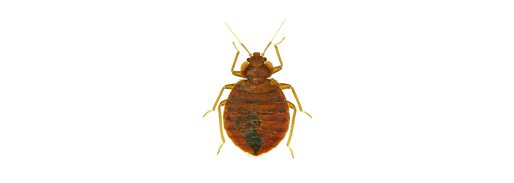 A bed bug is sitting on a white surface.