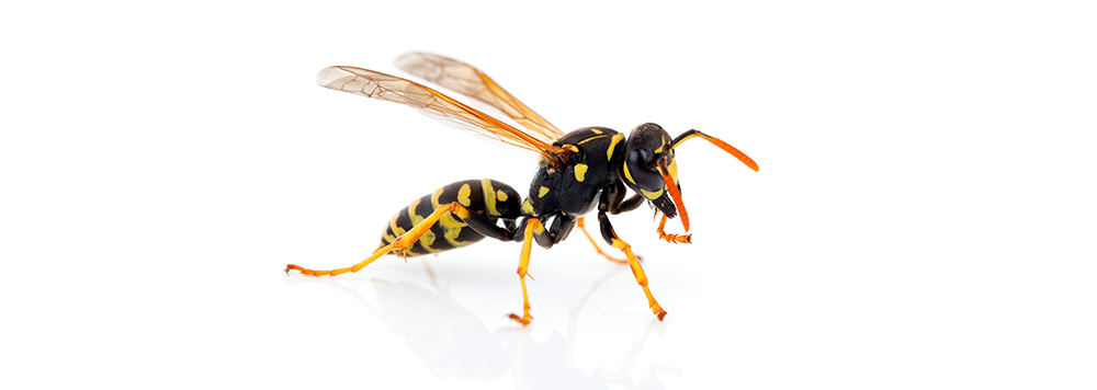 A close up of a wasp on a white background.
