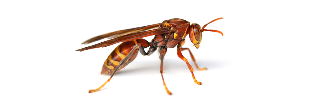 A close up of a wasp on a white background.
