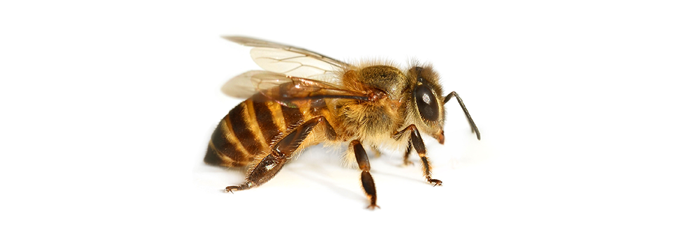 A close up of a bee on a white background.
