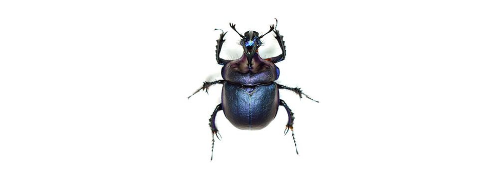 A close up of a blue beetle on a white background.