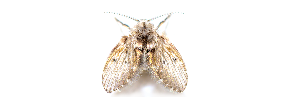A close up of a moth on a white background.