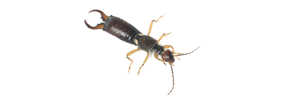 A close up of an earwig on a white background.