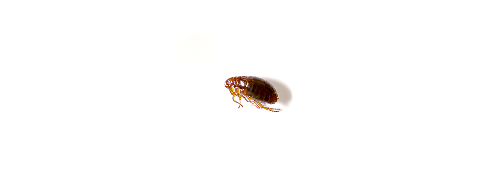 A small brown flea is crawling on a white surface.