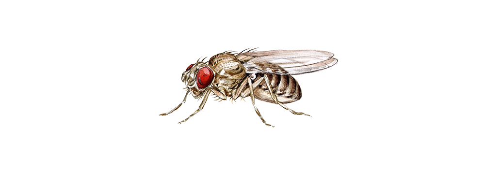 A close up of a fly with red eyes on a white background.
