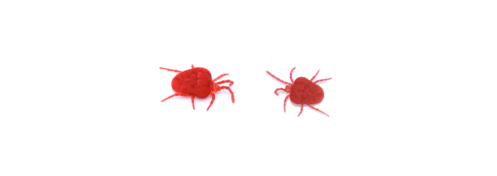 Two red spiders are sitting next to each other on a white surface.