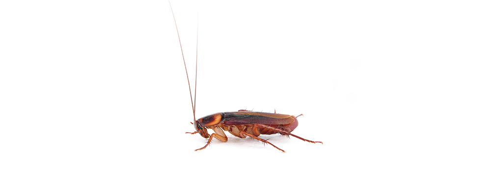 A cockroach is crawling on a white surface.
