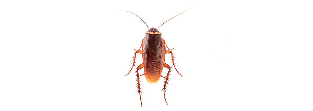 A cockroach is standing on a white surface.