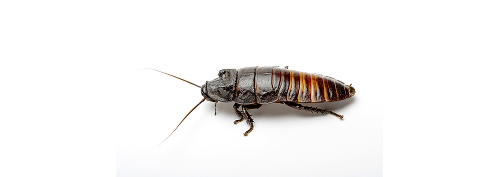 A cockroach is crawling on a white surface.
