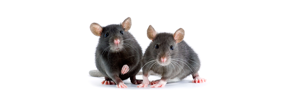 Two mice are standing next to each other on a white background.