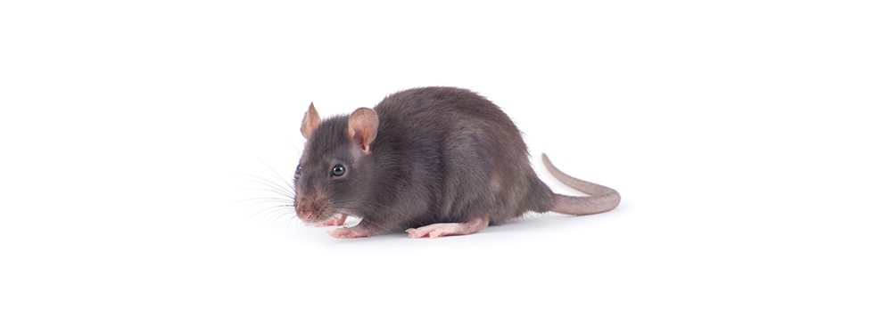 A black rat is sitting on a white surface.