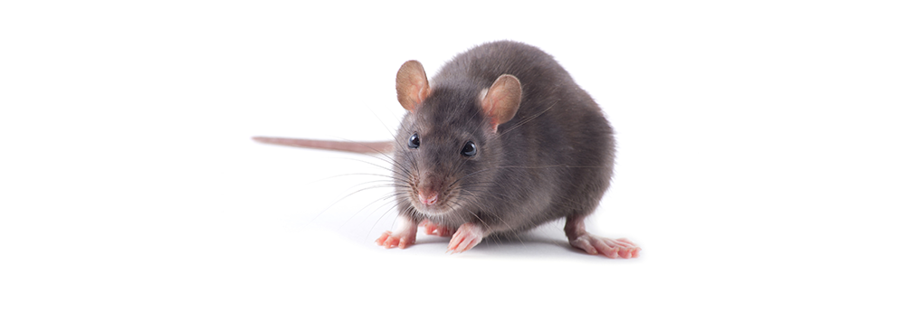A gray mouse is standing on a white surface and looking at the camera.