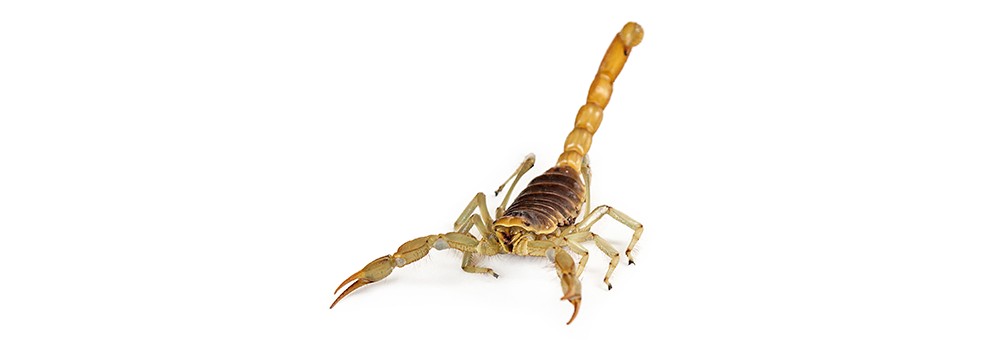 A close up of a scorpion on a white background.