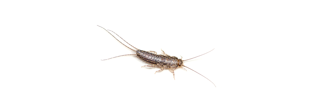 A silverfish is crawling on a white background.