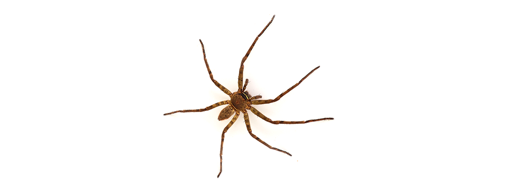 A close up of a spider on a white background.