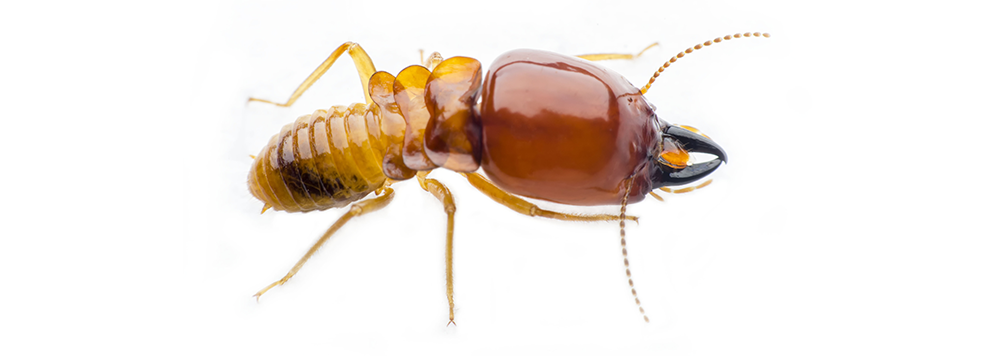 A close up of a termite on a white background.