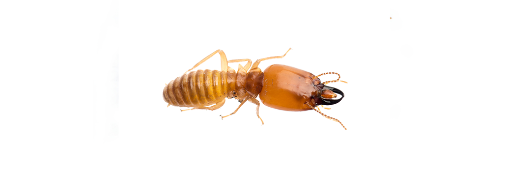 A termite is crawling on a white surface.