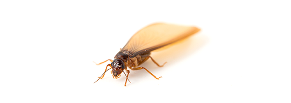 A close up of a termite on a white surface.