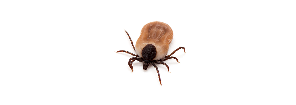 A close up of a tick on a white background.