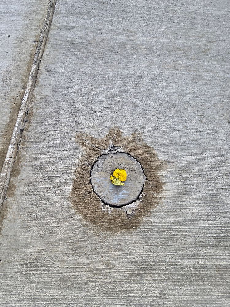 Yellow flower in the center of a concrete circle on a gray sidewalk.