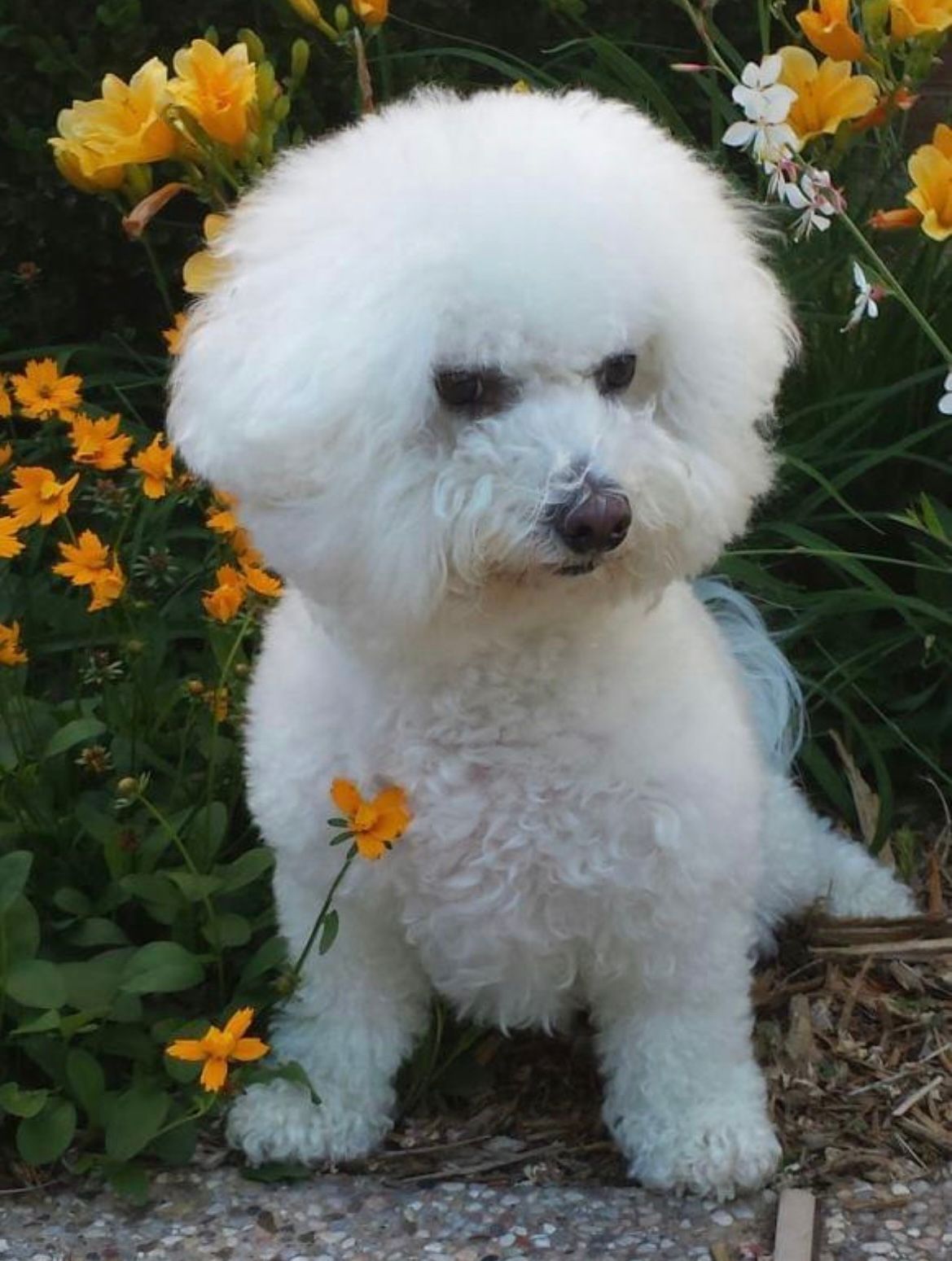 A small white dog is standing in front of some yellow flowers