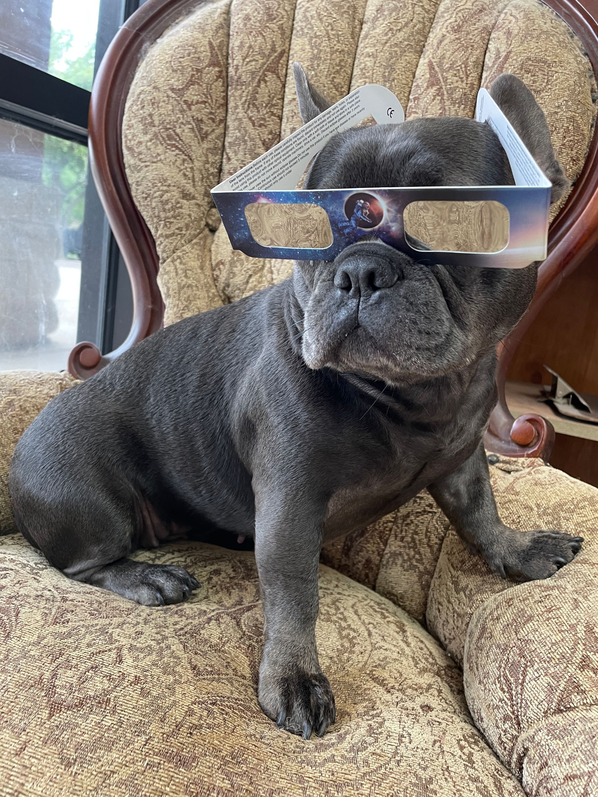A french bulldog wearing 3d glasses is sitting in a chair.
