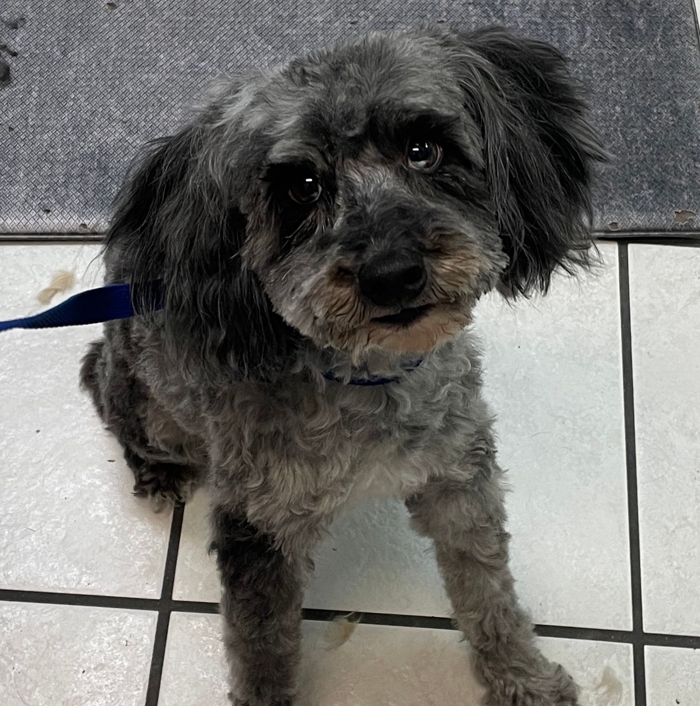 A small gray dog is sitting on a tiled floor and looking at the camera.